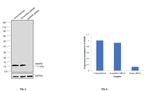 SNRPE Antibody in Western Blot (WB)