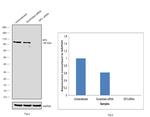 SP3 Antibody