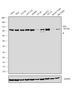 SP3 Antibody in Western Blot (WB)