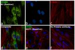 SPARC Antibody