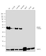 SPARC Antibody