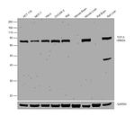 TCF3 Antibody in Western Blot (WB)