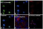 TCF7 Antibody in Immunocytochemistry (ICC/IF)