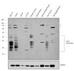 TCF7 Antibody in Western Blot (WB)