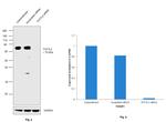 TCF7L2 Antibody