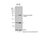 Phospho-p53 (Ser46) Antibody in Western Blot (WB)