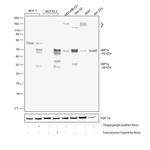 XBP1 Antibody in Western Blot (WB)