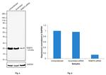 RAB7A Antibody in Western Blot (WB)