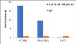 SMARCA5 Antibody in ChIP Assay (ChIP)