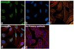 SMARCA5 Antibody in Immunocytochemistry (ICC/IF)