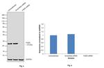 FADD Antibody