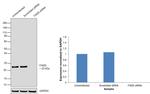 FADD Antibody in Western Blot (WB)