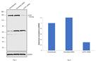 LATS1 Antibody