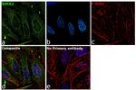 ROCK2 Antibody in Immunocytochemistry (ICC/IF)