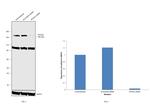 ROCK2 Antibody in Western Blot (WB)