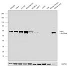 YAP1 Antibody in Western Blot (WB)