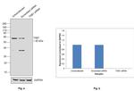 TAB1 Antibody in Western Blot (WB)