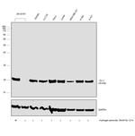 DJ-1 Antibody in Western Blot (WB)