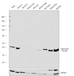 Opsin Blue Antibody in Western Blot (WB)