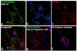 CD56 (NCAM) Antibody in Immunocytochemistry (ICC/IF)