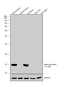 pan Synuclein Antibody