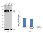 Dicer Antibody in Western Blot (WB)