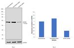 NUP62 Antibody in Western Blot (WB)