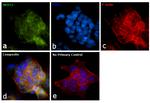 WIPI2 Antibody in Immunocytochemistry (ICC/IF)