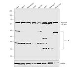 AGO2 Antibody in Western Blot (WB)