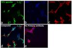 TIF1 gamma Antibody in Immunocytochemistry (ICC/IF)