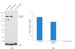 TIF1 gamma Antibody in Western Blot (WB)