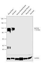 SAP102 Antibody