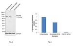 DGCR8 Antibody in Western Blot (WB)