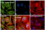 PHD2 Antibody in Immunocytochemistry (ICC/IF)