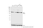 PHD2 Antibody in Western Blot (WB)