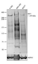 RIF1 Antibody in Western Blot (WB)