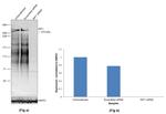 RIF1 Antibody in Western Blot (WB)