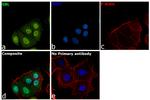 GBL Antibody in Immunocytochemistry (ICC/IF)