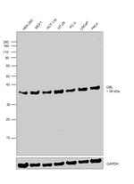 GBL Antibody in Western Blot (WB)