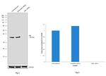 GBL Antibody in Western Blot (WB)