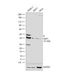 VMP1 Antibody in Western Blot (WB)