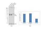 VMP1 Antibody in Western Blot (WB)