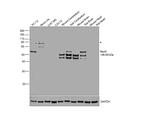 NeuN Antibody in Western Blot (WB)