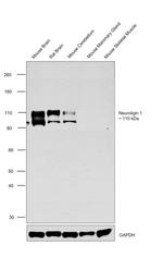 NLGN1 Antibody