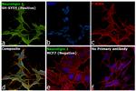 NLGN1 Antibody in Immunocytochemistry (ICC/IF)