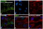 ABHD5 Antibody