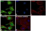 ATP Citrate Lyase Antibody in Immunocytochemistry (ICC/IF)