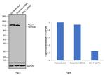 ATP Citrate Lyase Antibody in Western Blot (WB)