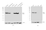 Actin Antibody