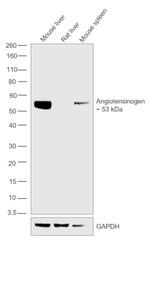 Angiotensinogen Antibody in Western Blot (WB)